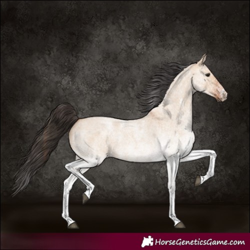 Horse Color:White Spotted Bay Roan Dun 
