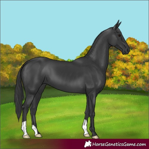 Horse Color:Black 