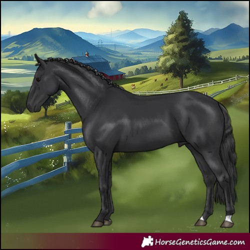 Horse Color:Black 
