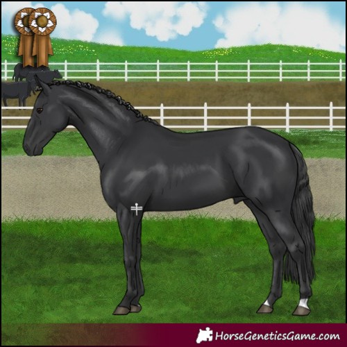 Horse Color:Black 