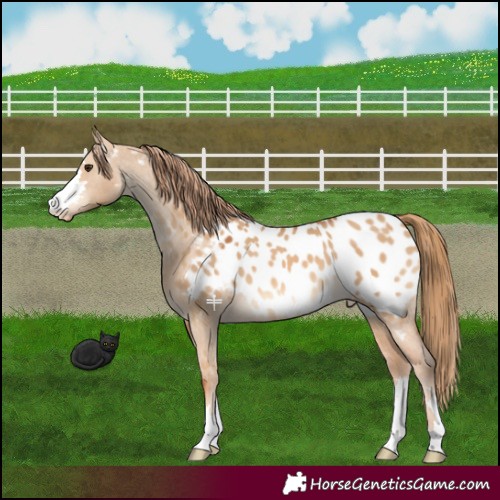 Horse Color:Red Dun Near Leopard 