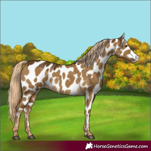 Horse Color:Chocolate Palomino Dun Mushroom Near Leopard 