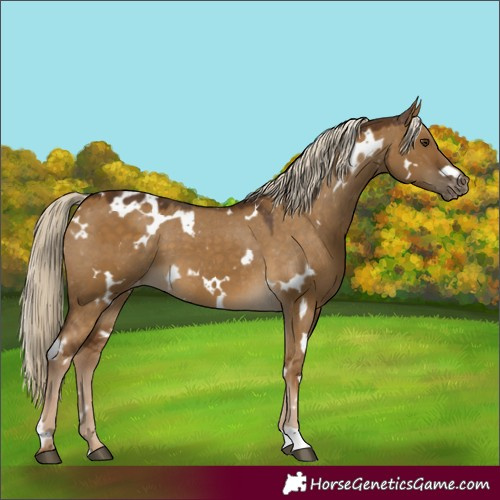 Horse Color:White Spotted Chocolate Palomino Dun Varnish 