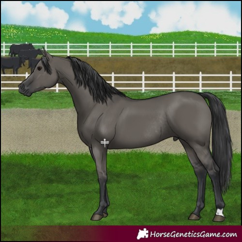 Horse Color:Grullo Rabicano 