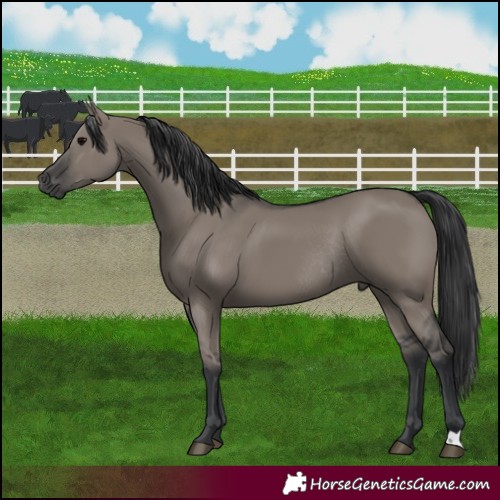 Horse Color:Grullo Rabicano 