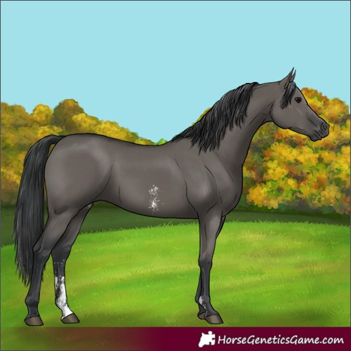 Horse Color:Grullo Sabino Rabicano 