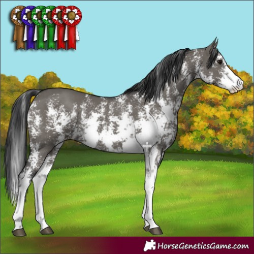 Horse Color:Grullo Sabino Rabicano 