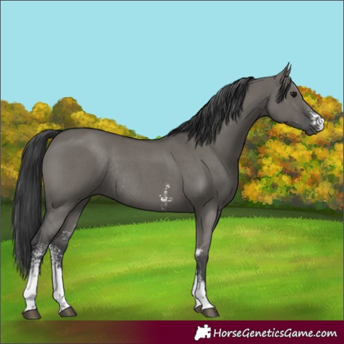 Horse Color:Grullo Sabino Rabicano 