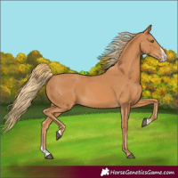 Horse Color:Chestnut Splash 