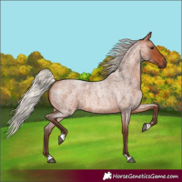 Horse Color:Silver Bay Roan 