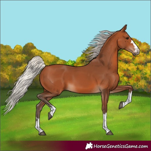 Horse Color:Silver Bay 