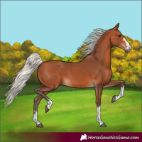 Horse Color:Silver Bay 