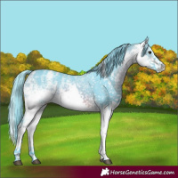 Horse Color:Watercolor White Spotted Buckskin Appaloosa 