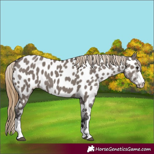 Horse Color:Smoky Grullo Appaloosa 