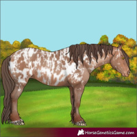 Horse Color:Amber Champagne Appaloosa  and Amber Champagne Appaloosa Rabicano 
