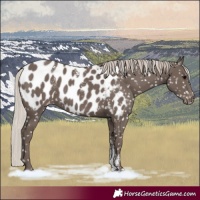 Horse Color:Powder White Silver Black Appaloosa 