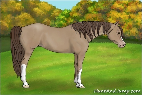 Horse Color:Classic Champagne 