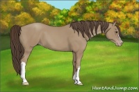 Horse Color:Classic Champagne 