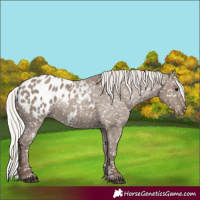 Horse Color:Silver Grullo Appaloosa