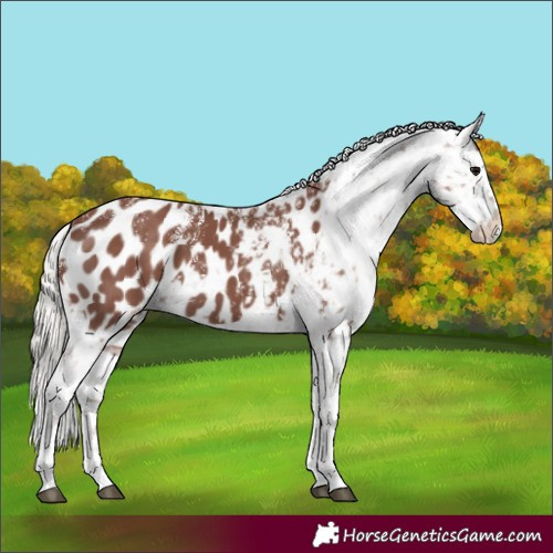 Horse Color:Powder White Chocolate Silver Black Appaloosa 