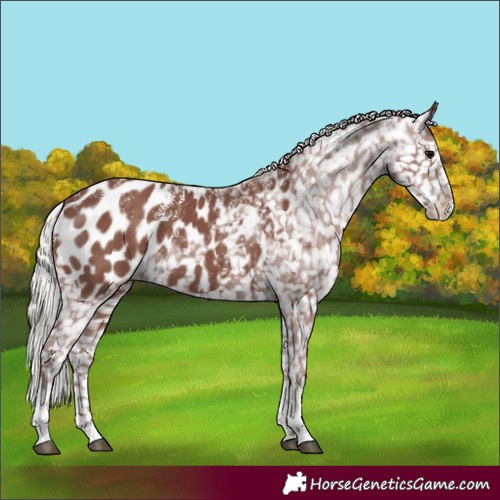 Horse Color:Powder White Chocolate Silver Black Appaloosa 
