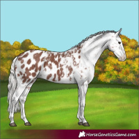 Horse Color:Powder White Chocolate Silver Black Appaloosa 