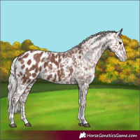 Horse Color:Powder White Chocolate Silver Black Appaloosa 