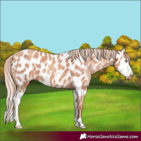 Horse Color:Gold Champagne Appaloosa  and Gold Champagne Splash Appaloosa 