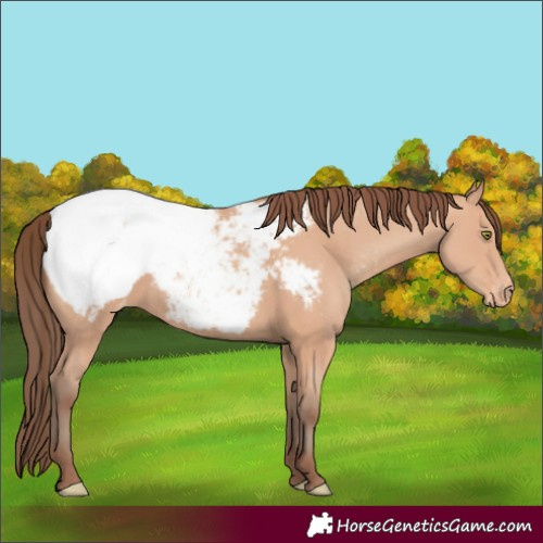 Horse Color:Amber Champagne Appaloosa 