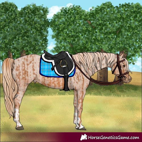 Horse Color:Chestnut  and Chestnut Appaloosa 