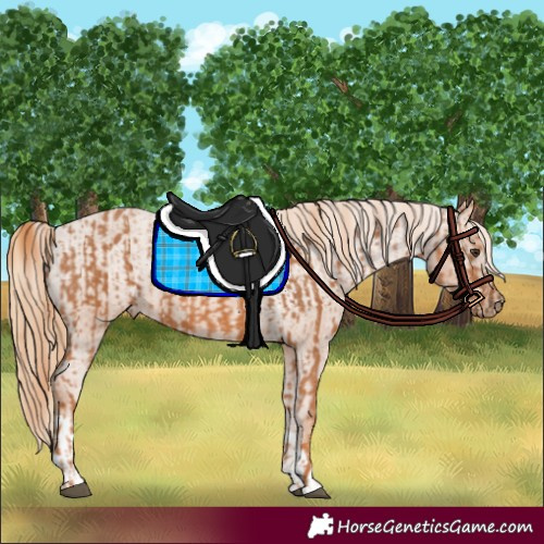 Horse Color:Chestnut  and Chestnut Varnish 