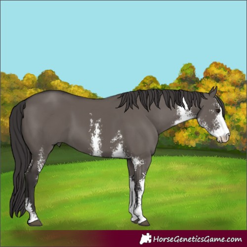 Horse Color:Smoky Grullo Sabino 