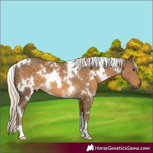 Horse Color:White Spotted Chocolate Palomino 