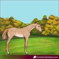 Horse Color:Red Dun 