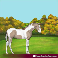 Horse Color:Silver Grullo Splash Tobiano 