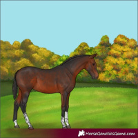 Horse Color:Bay Tobiano Rabicano 