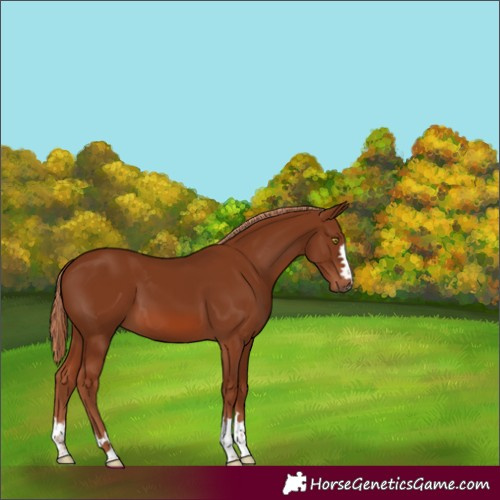 Horse Color:Chestnut 