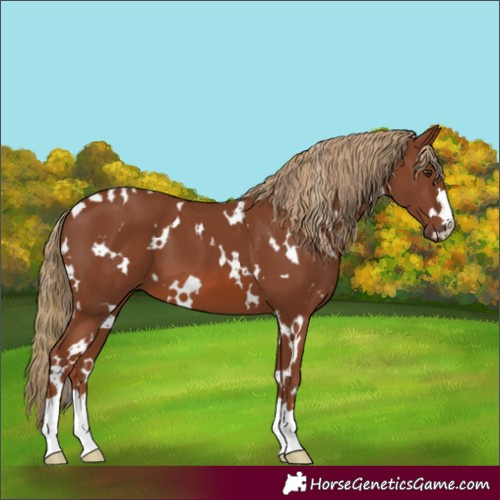 Horse Color:White Spotted Chestnut 