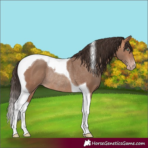 Horse Color:Sable Champagne Tobiano Rabicano 