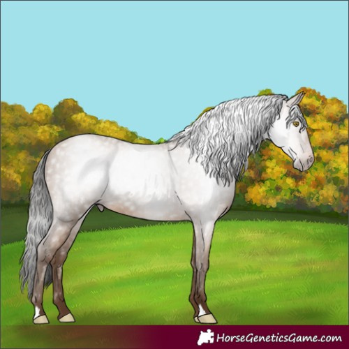 Horse Color:Gray Amber Champagne 