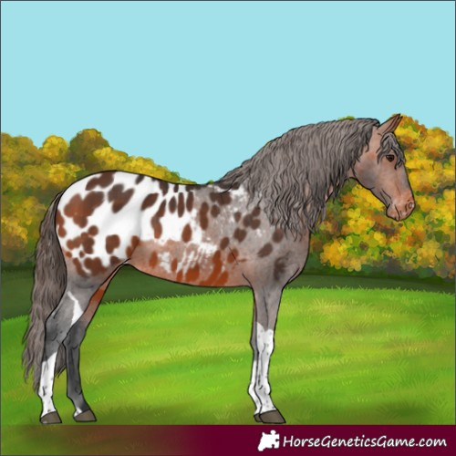 Horse Color:Bay Tobiano Blanket 