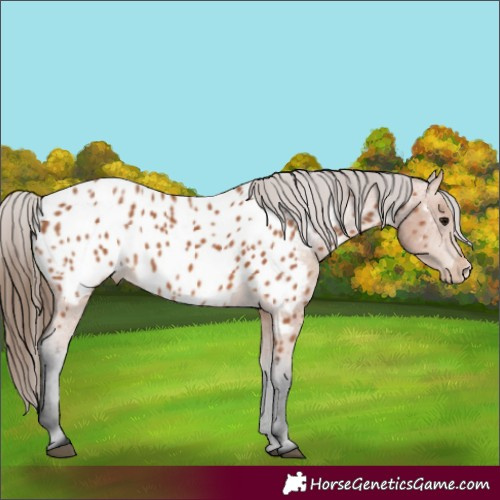 Horse Color:Bay Appaloosa