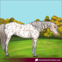 Horse Color:Bay Appaloosa 