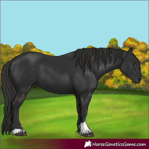 Horse Color:Liver Chestnut Tobiano