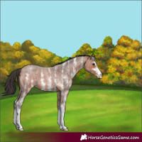 Horse Color:Bay Roan Sabino Varnish