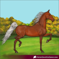 Horse Color:Silver Bay 