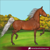 Horse Color:Silver Bay 