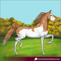 Horse Color:Chestnut Splash Frame 