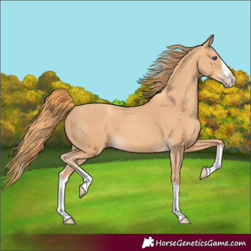 Horse Color:Gold Champagne Splash