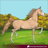 Horse Color:Gold Champagne Splash